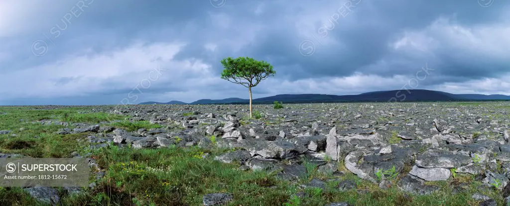 Tree In A Landscape, The Burren, County Clare, Republic Of Ireland