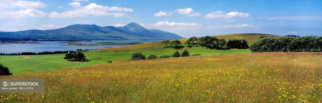 Clew Bay, County Mayo, Ireland; Field Of Wildflowers