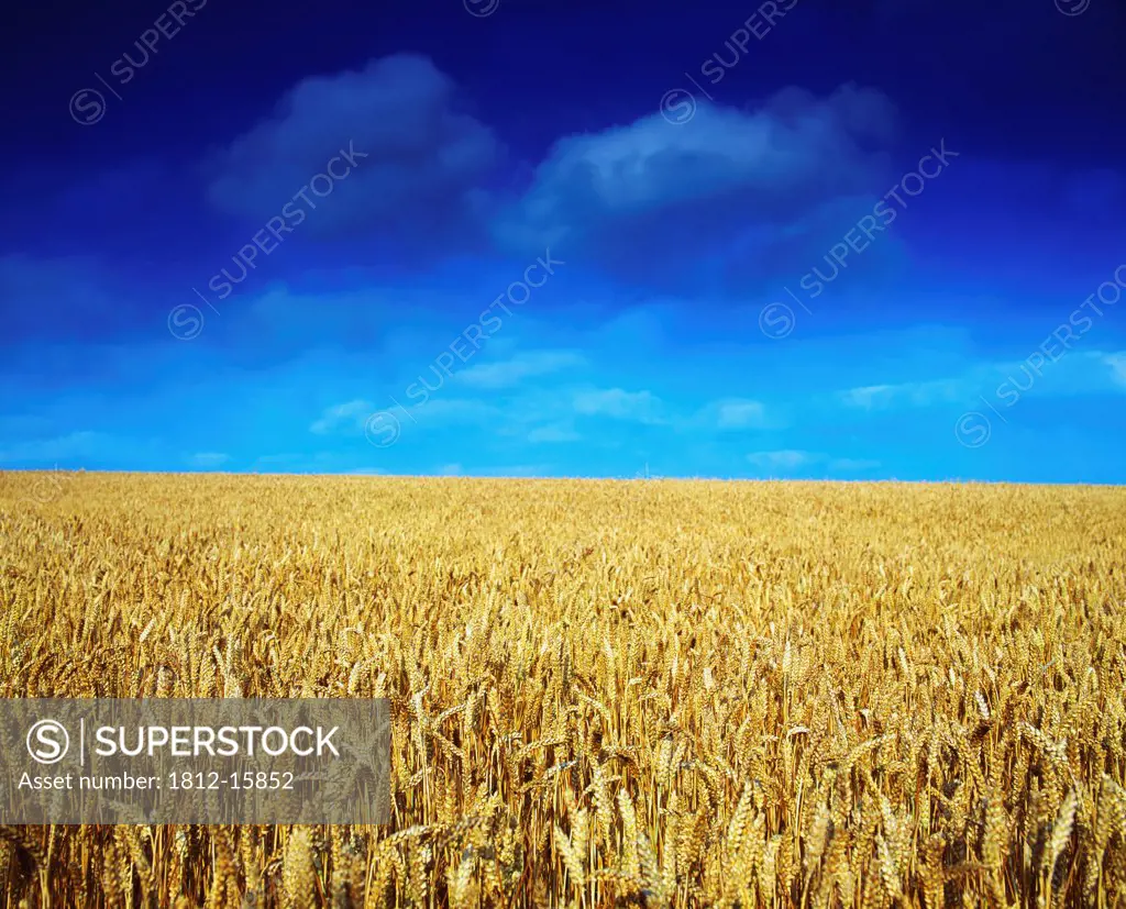 Co Louth,Ireland;Wheat Field