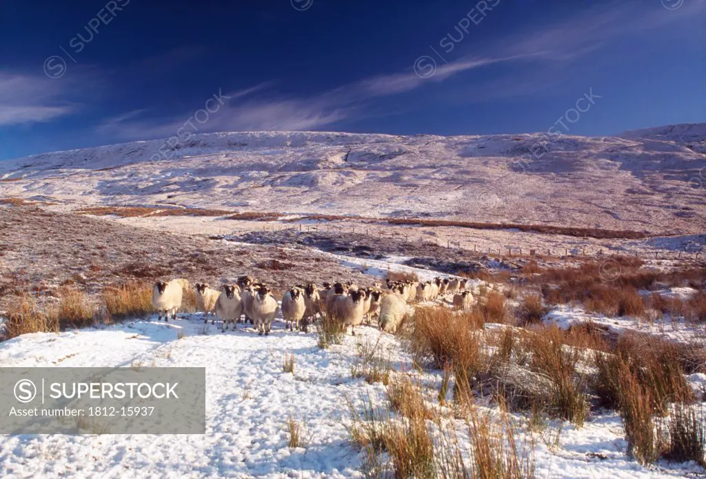 Sheep In Snow, Glenshane, Co Derry, Ireland