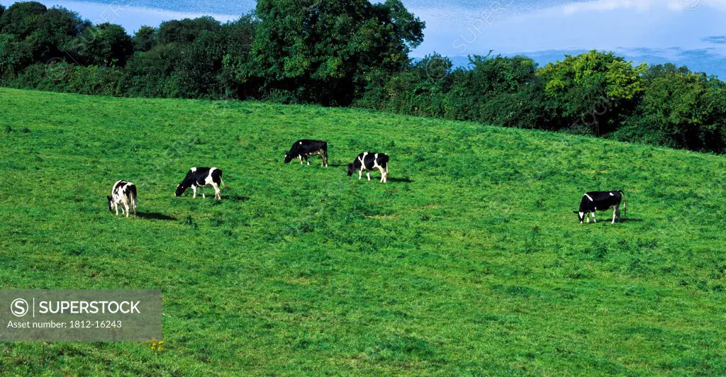 Cattle Grazing, Bantry Bay, Co Cork, Ireland
