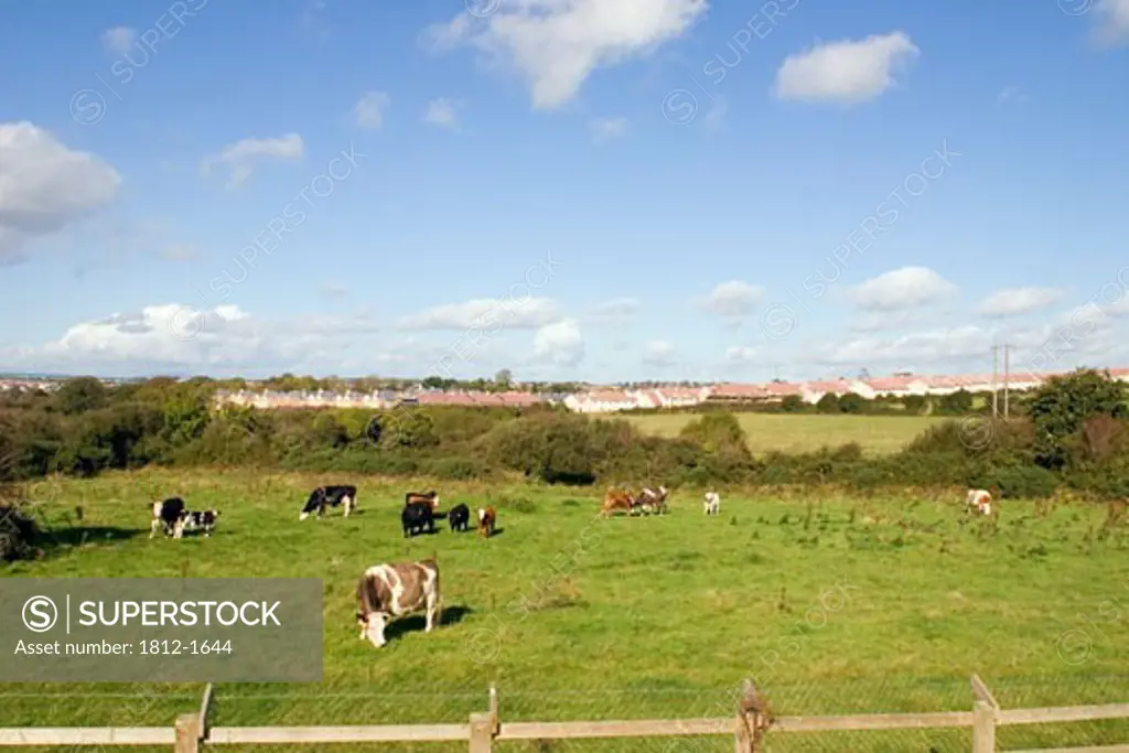 Housing Estate with Agricultural Scene, Waterford City, Ireland