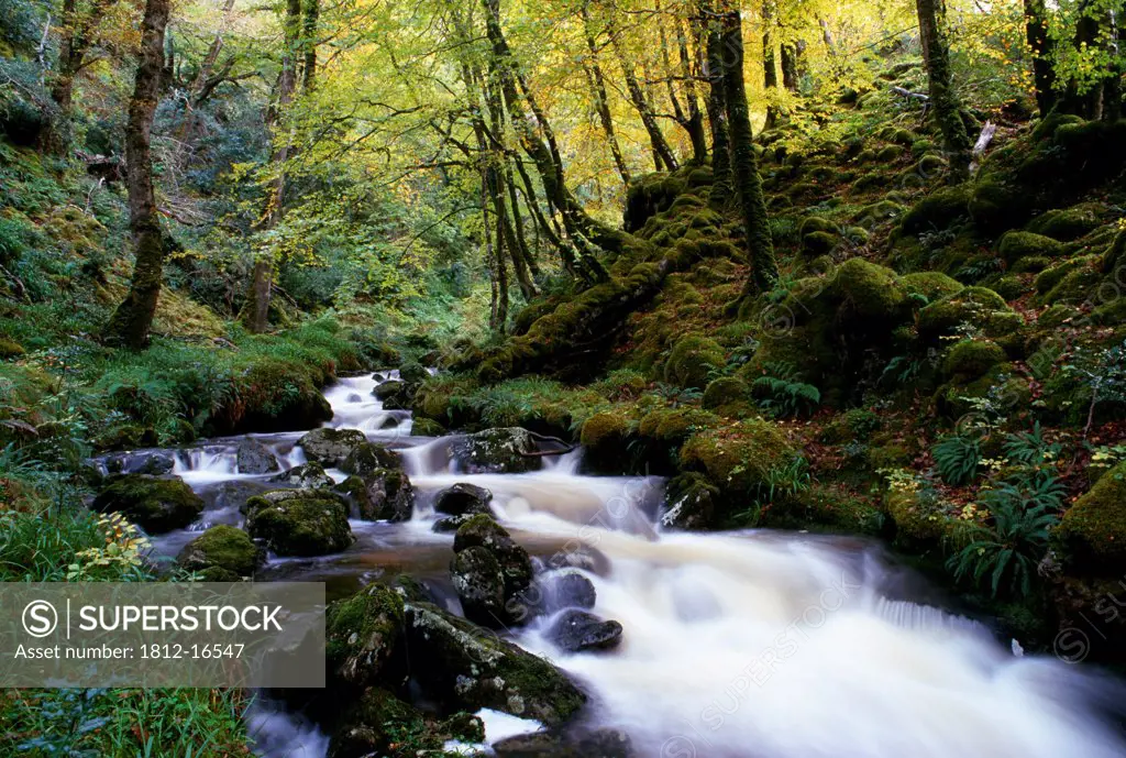Glenveagh National Park, County Donegal, Ireland; Autumn Woodland And Stream