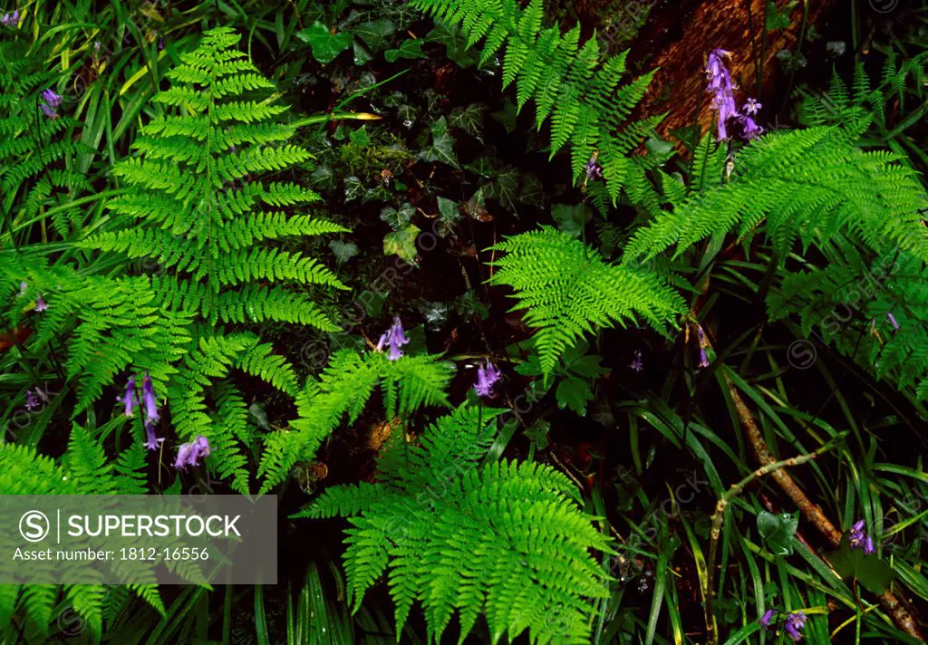 Ervey Wood Country Park, County Derry, Ireland; Close-Up Of Ferns & Bluebells