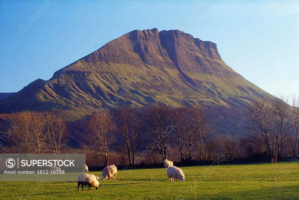 Benwiskin, County Sligo, Ireland; Sheep Grazing