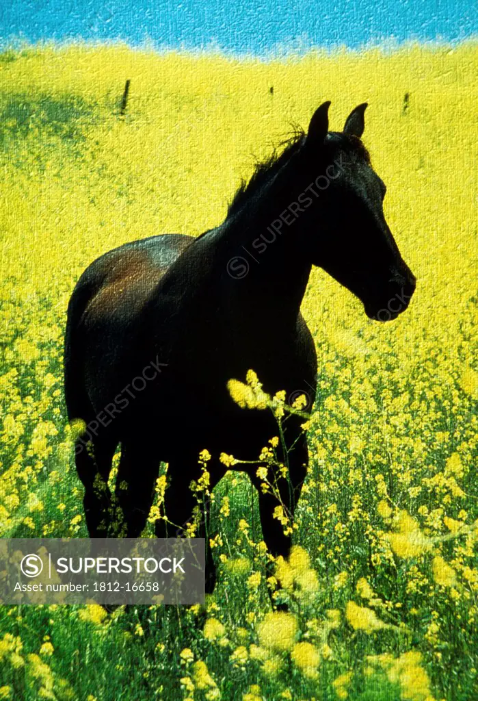 County Tipperary, Ireland; Horse In A Rapeseed Field