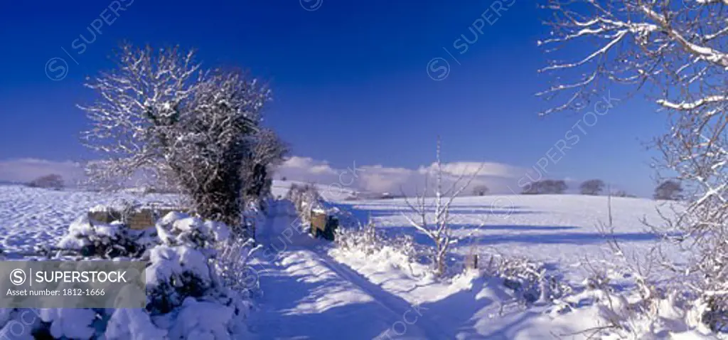 Snowbound Lane, Near Burt Castle, Co Donegal, Ireland