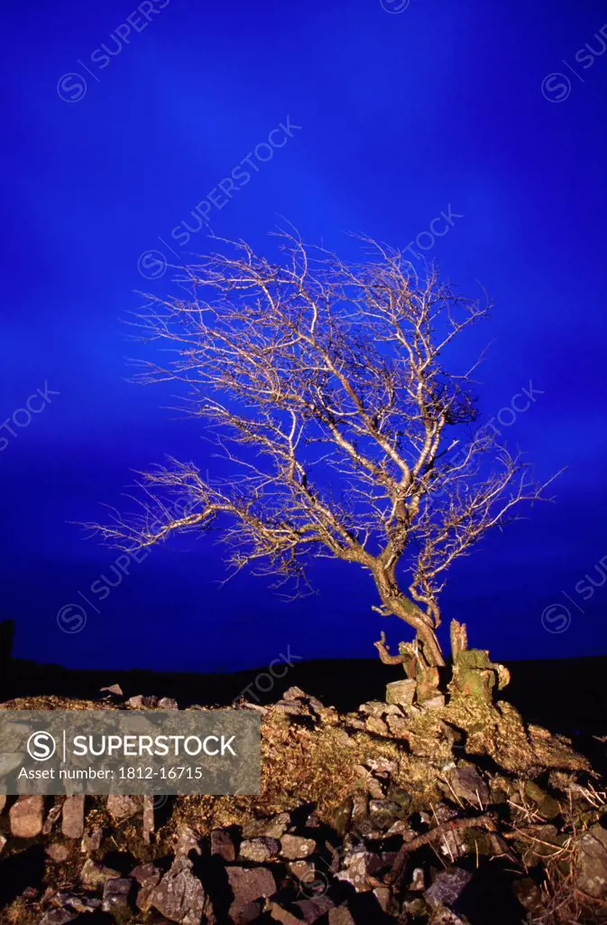 Knockmealdown Mountains, County Tipperary, Ireland; Windblown Tree