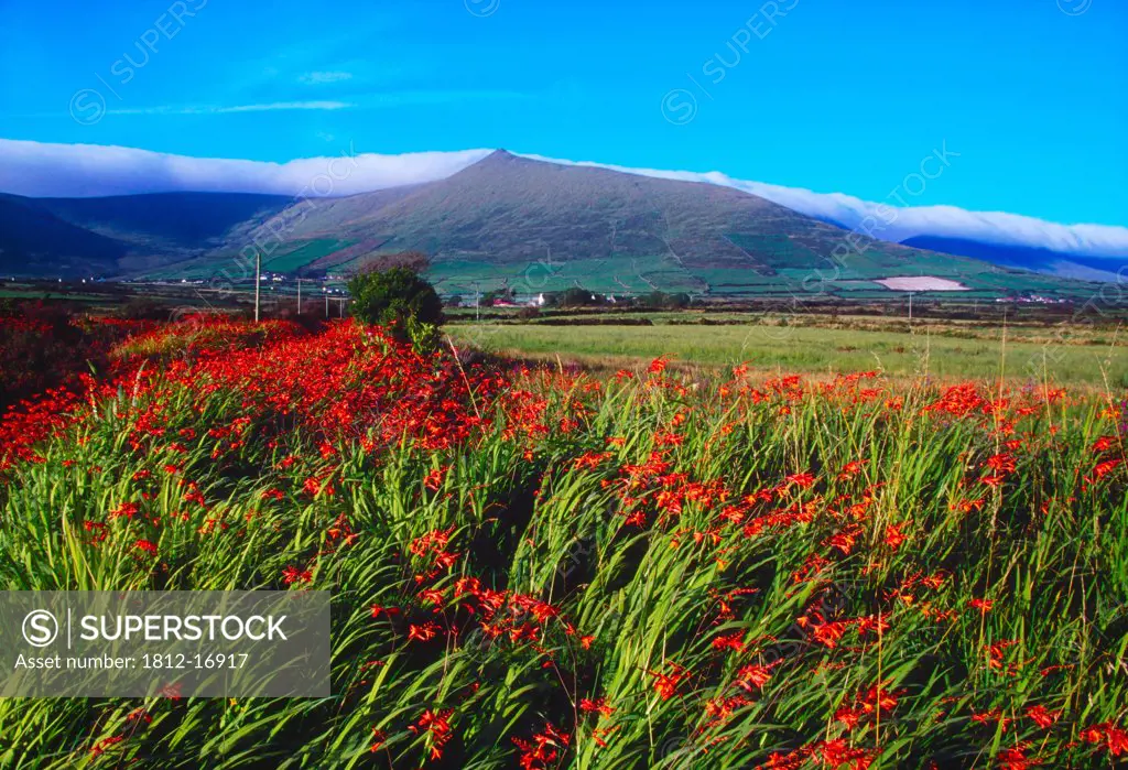Slievanea Peak, Dingle Peninsula, County Kerry, Ireland; Wildflowers With Mountain In The Distance