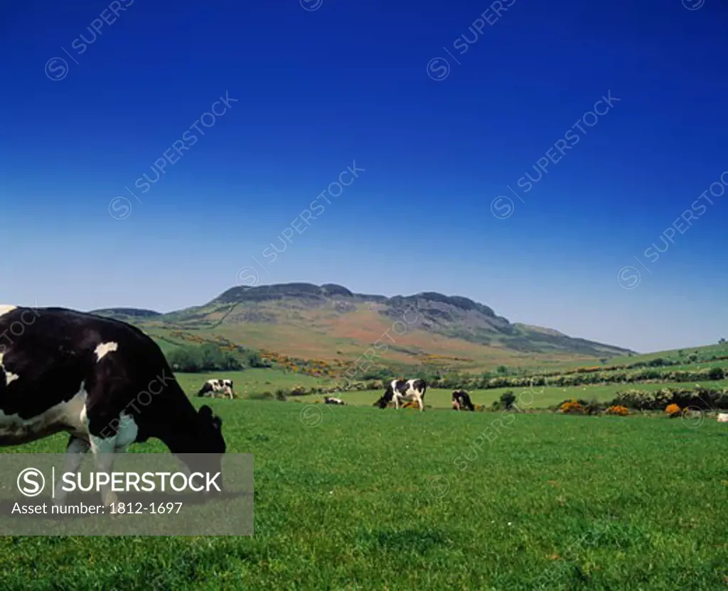 Dairy Cattle, Cooley Peninsula, County Louth, Ireland