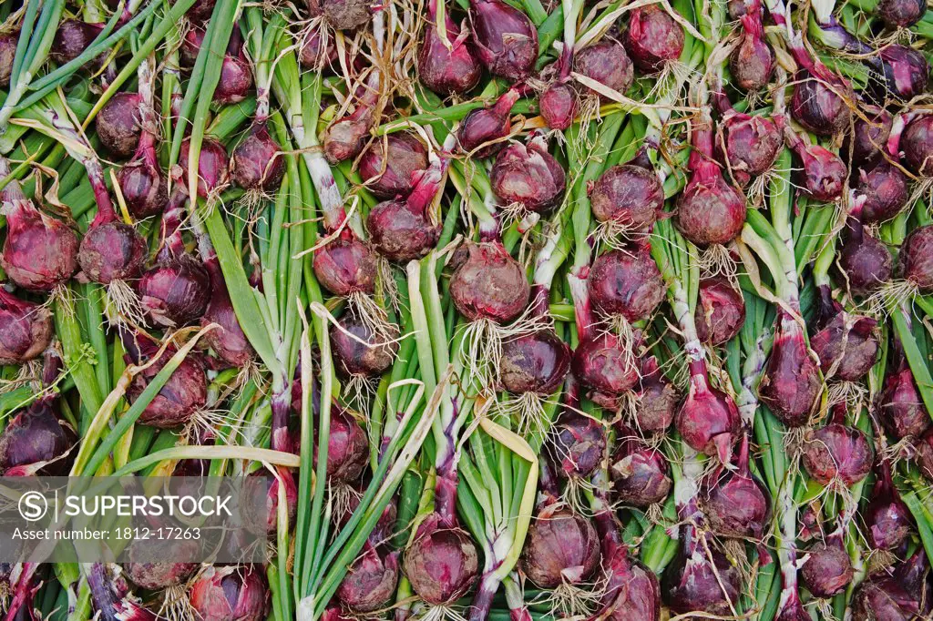 Lismore Castle, County Waterford, Ireland; Organic Onions