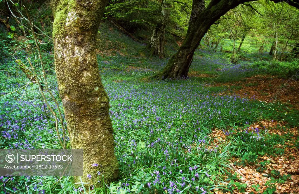 Bluebells And Beech Trees, Ness Wood, Derry, County Derry, Ireland