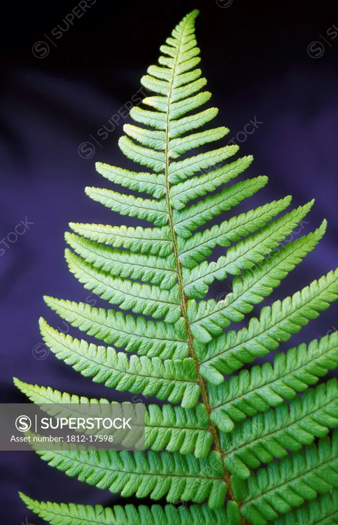 Close-Up Of Fern, Glenveagh National Park, County Donegal, Ireland