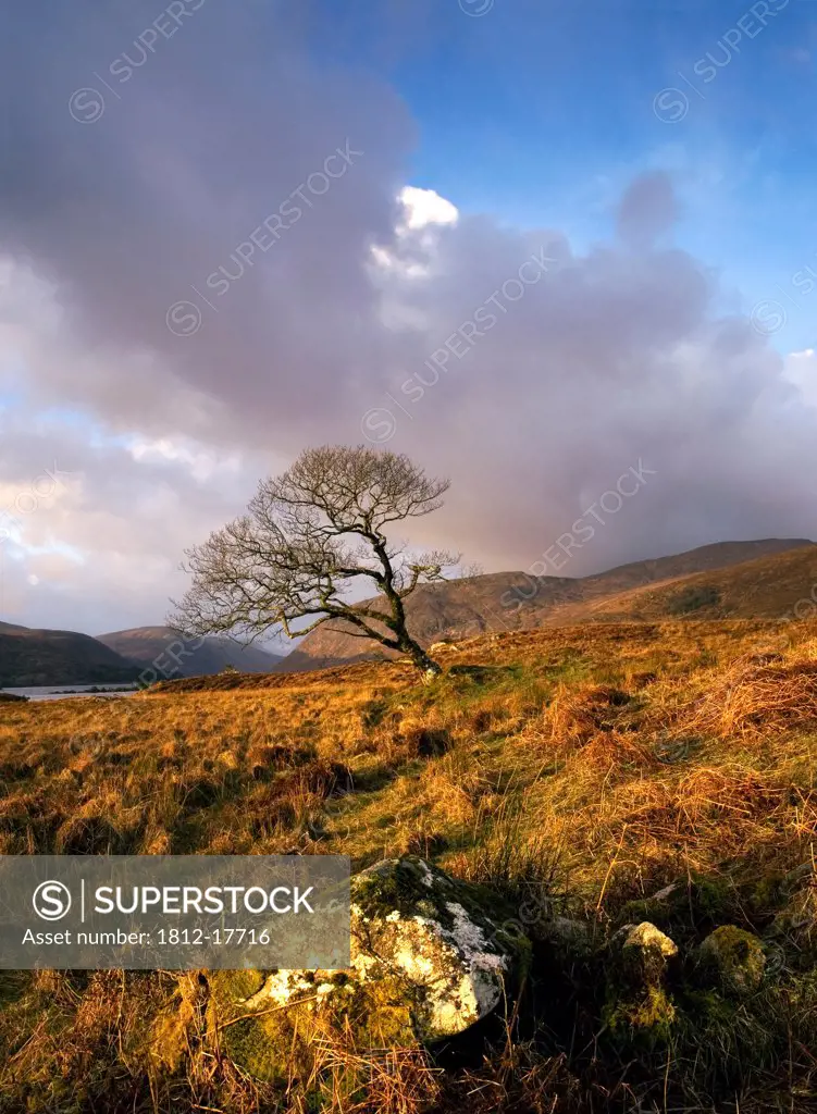Glenveagh National Park, County Donegal, Ireland; Lone Tree In Field