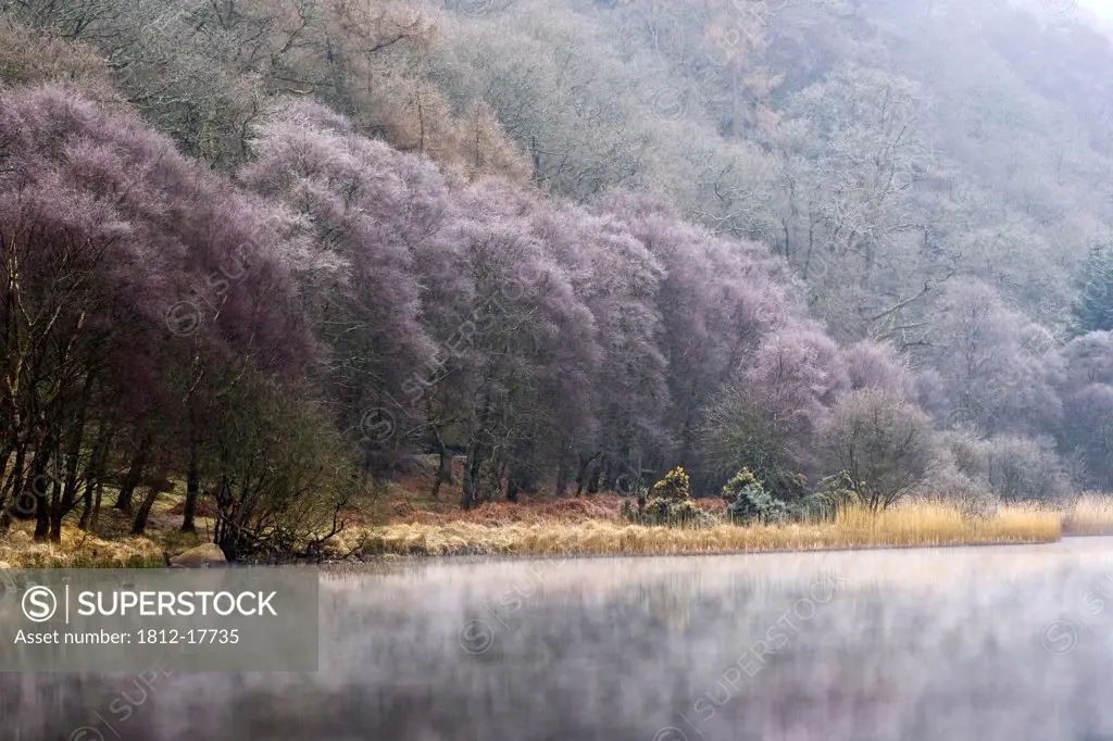 Lower Lake, Glendalough, County Wicklow, Ireland; Hoar Frost On Trees And Mist On Lake