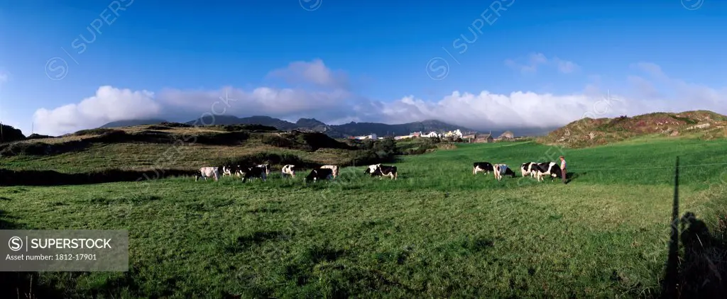 Allihies,Co Cork,Ireland;Friesian Cattle Grazing In Paddock