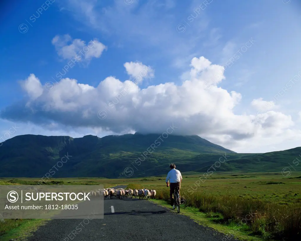 Sheep Farmer At Delphi, Co Mayo, Ireland