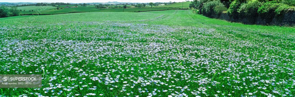 Flax, Seaforde, Co Down, Ireland