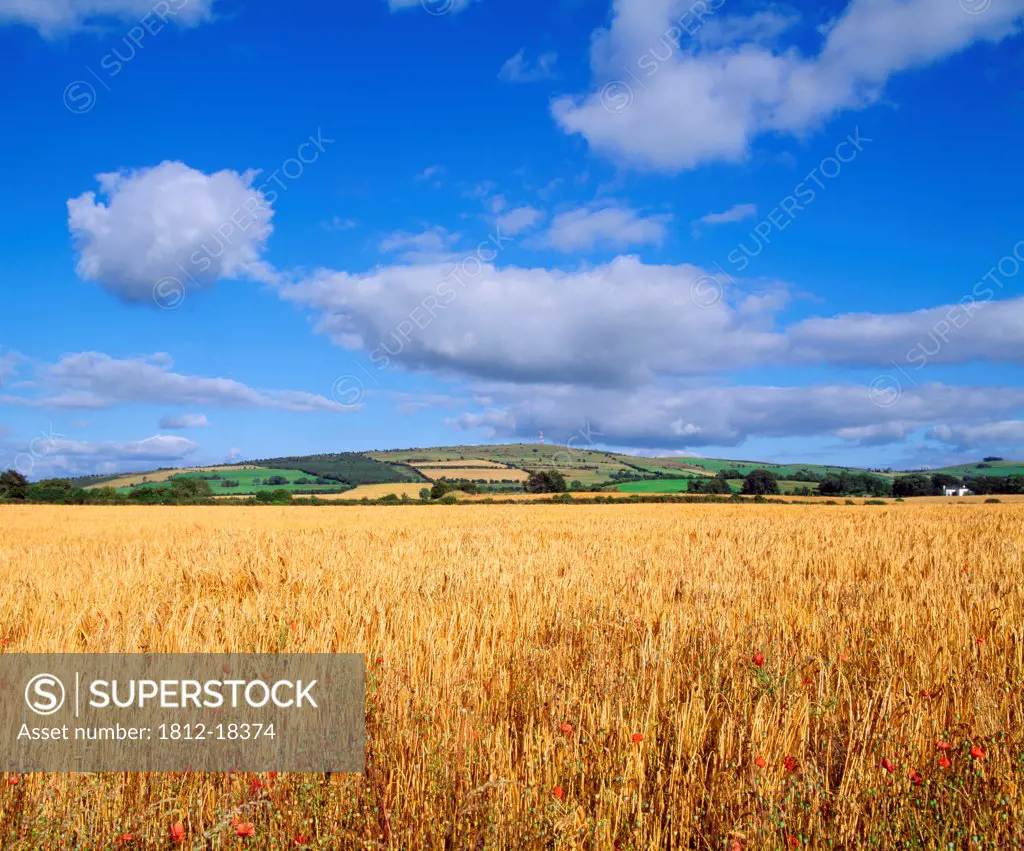 Slieveardagh Hills,Co Kilkenny,Ireland;Wheat Field