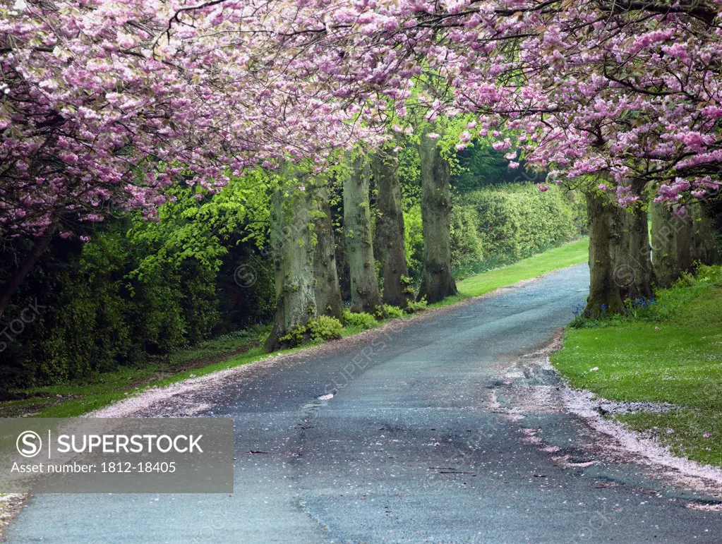 Cherry Blossom Trees Along A Country Road Near Boyne Valley, Ireland