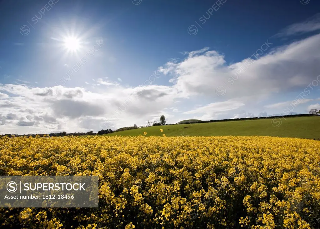 Yellow Rapeseed Field, Newgrange, County Meath, Ireland