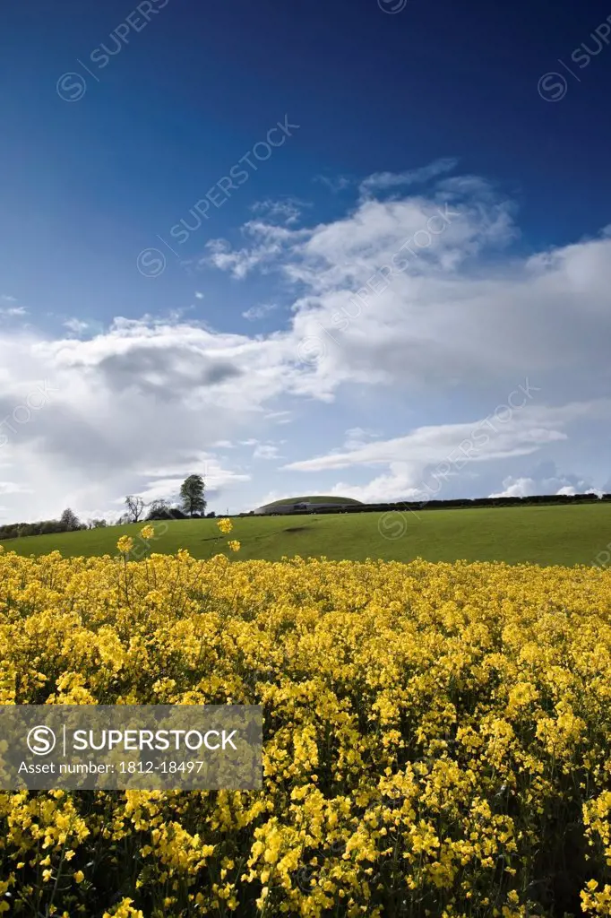 Rapeseed Field Near Ancient Monument At Newgrange, County Meath, Ireland