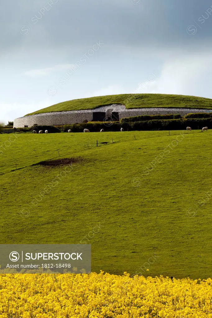 Rapeseed Field Near Passage Tomb At Newgrange, County Meath, Ireland