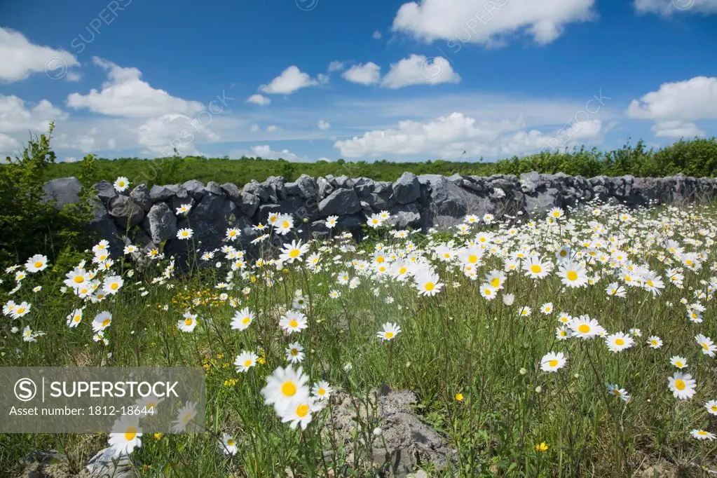 Meadow Of Ox-Eye Daisies, County Clare, Ireland