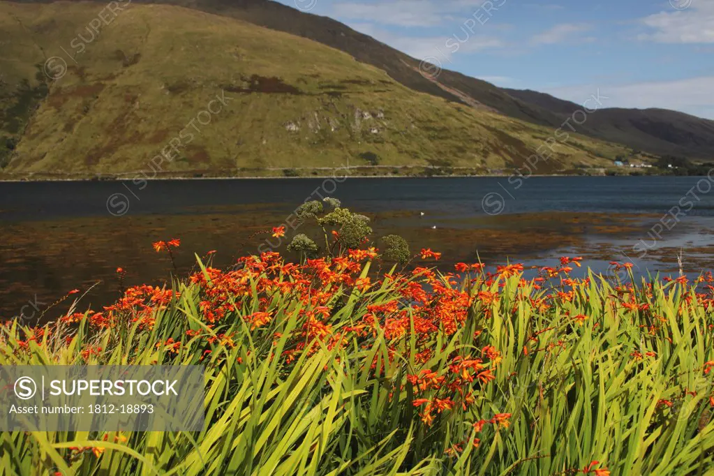 Wildflowers Along A Lake In Connacht Region; Leenane, County Galway, Ireland