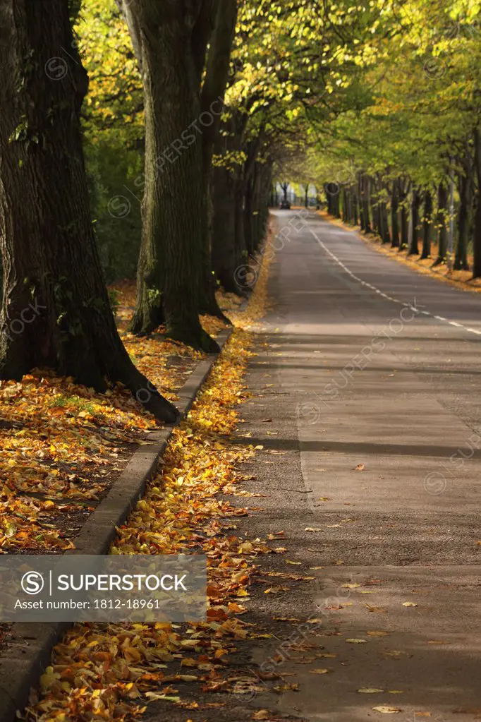 Autumn Leaves And Tree Lined Road In Munster Region; Cork City, County Cork, Ireland