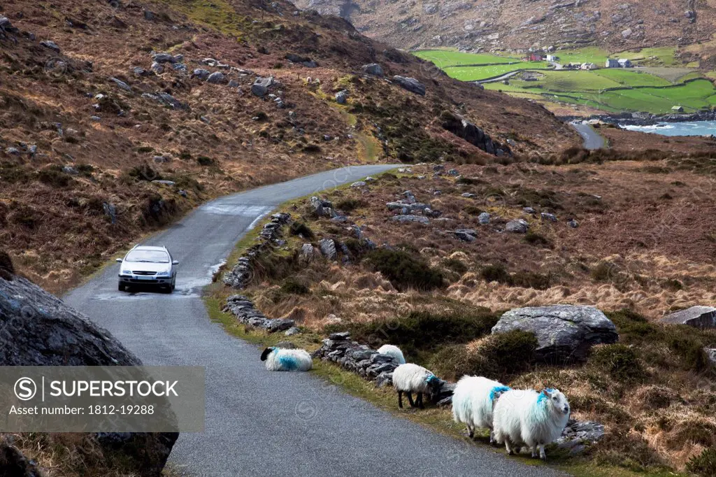 Irish Coast Road With Sheep On Roadside; Allihies, County Cork, Ireland