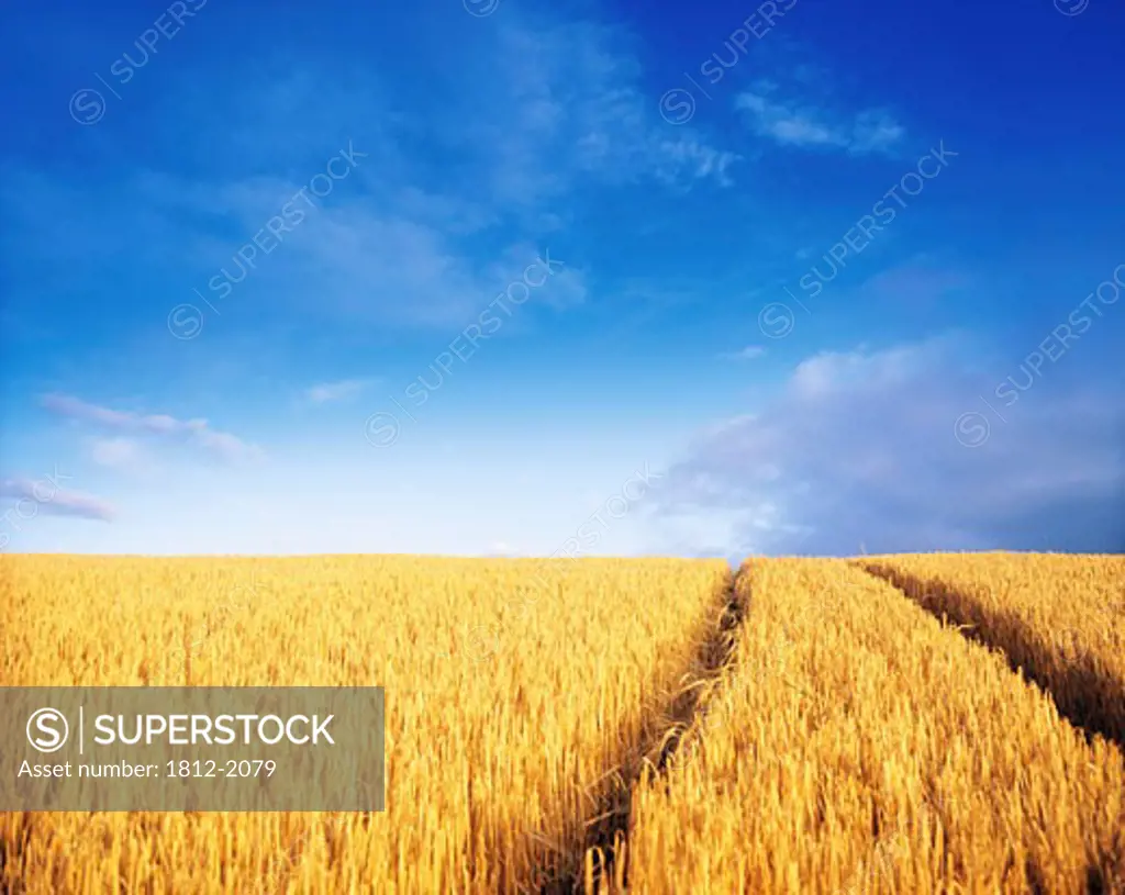 Crops, Barley, Co Carlow