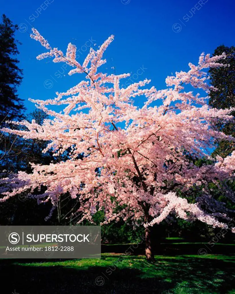 Powerscourt Gardens, Powerscourt Estate, Co Wicklow, Ireland, Tree in blossom