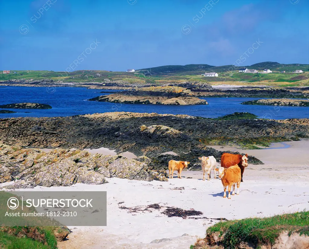 Rosbeg, Co Donegal, Ireland, Hereford Cattle