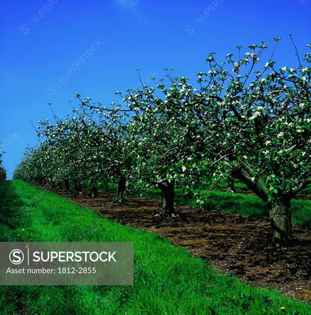 Apple Blossoms, Armagh