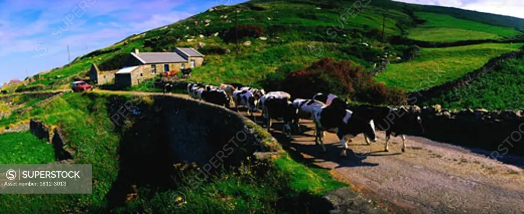 Traditional Farm, Fresian Cattle on Road, Slea Head, Dingle Peninsula, Co Kerry, Ireland
