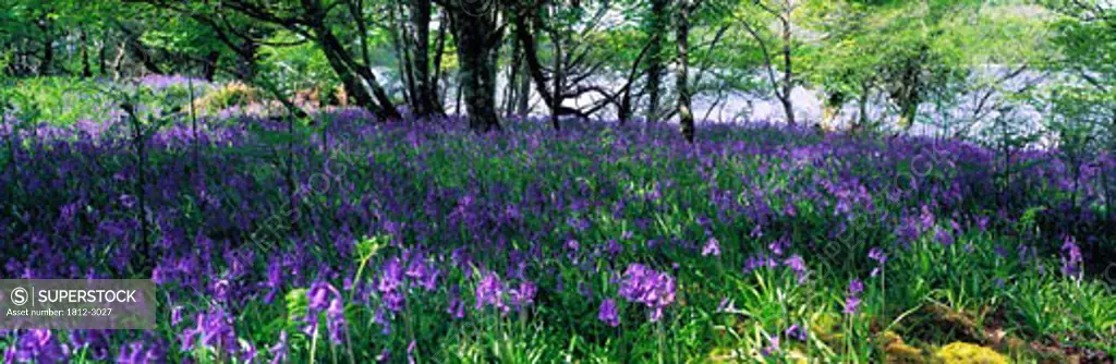 Woods (Panoramic), Woods With Bluebells, Lough Key Co Roscommon