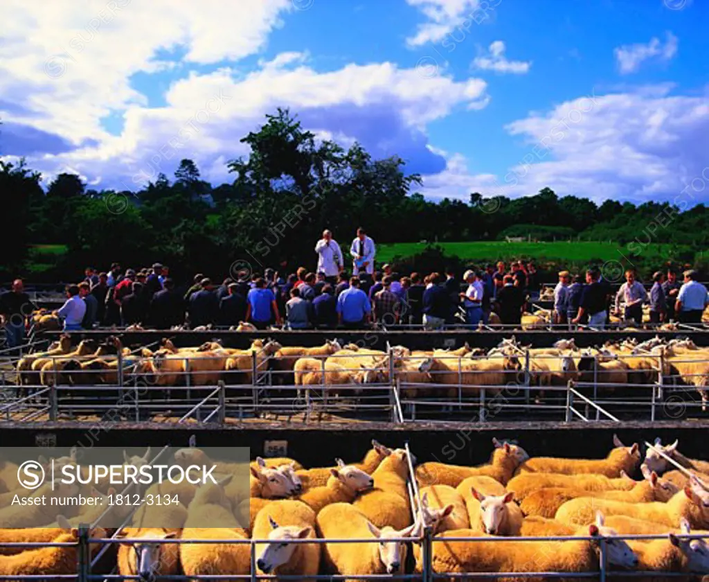 Sheep Mart, Borris, Co Carlow, Ireland