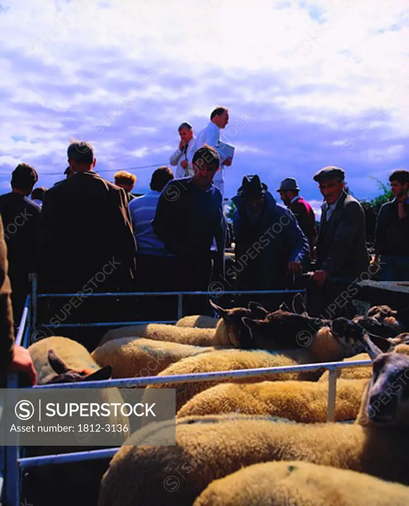 Sheep Mart, Borris, Co Carlow, Ireland