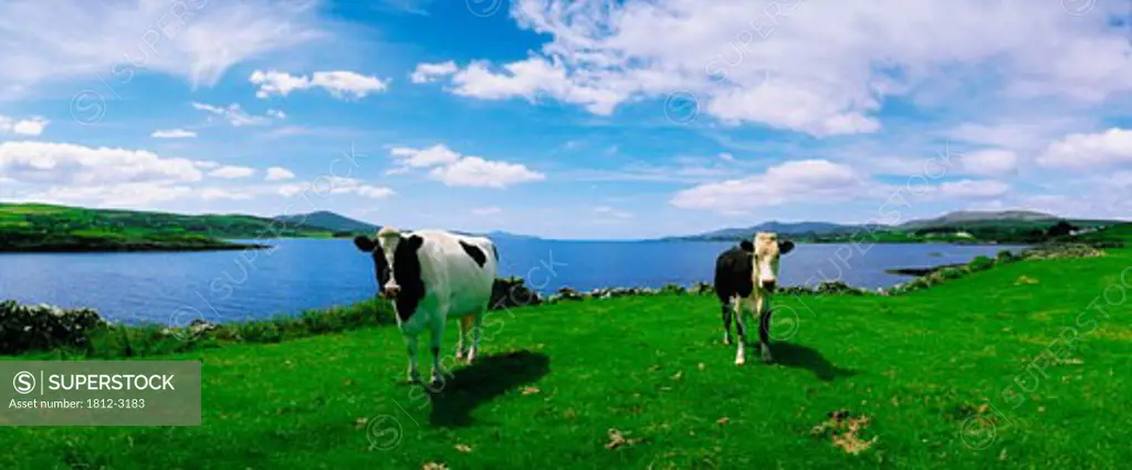 Fresian Cattle, Durrus, Sheeps Head, Co Cork
