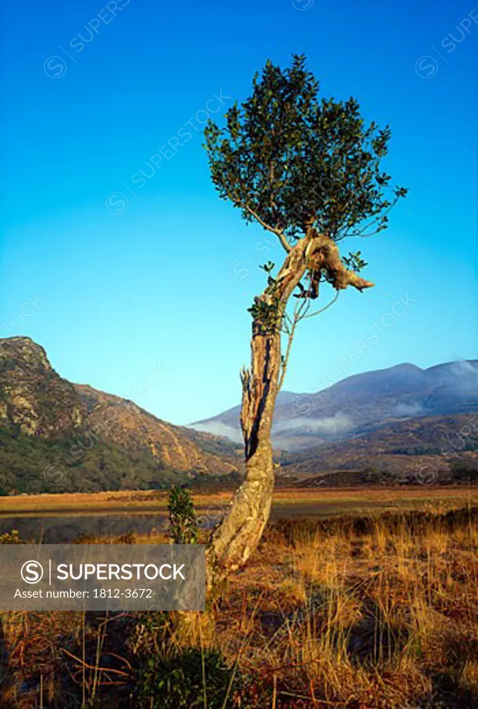 Individual Trees, Killarney, Eagles Nest