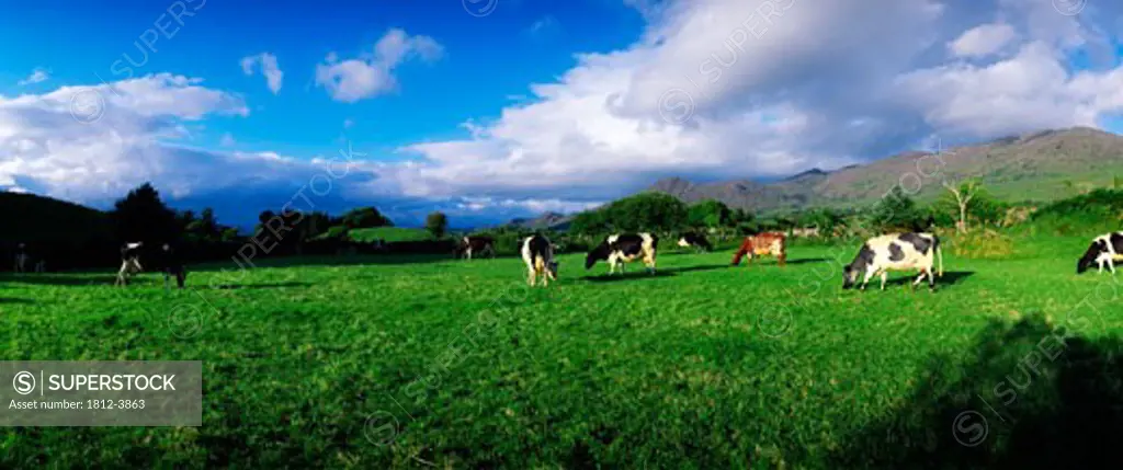 Livestock, Fresian Cattle