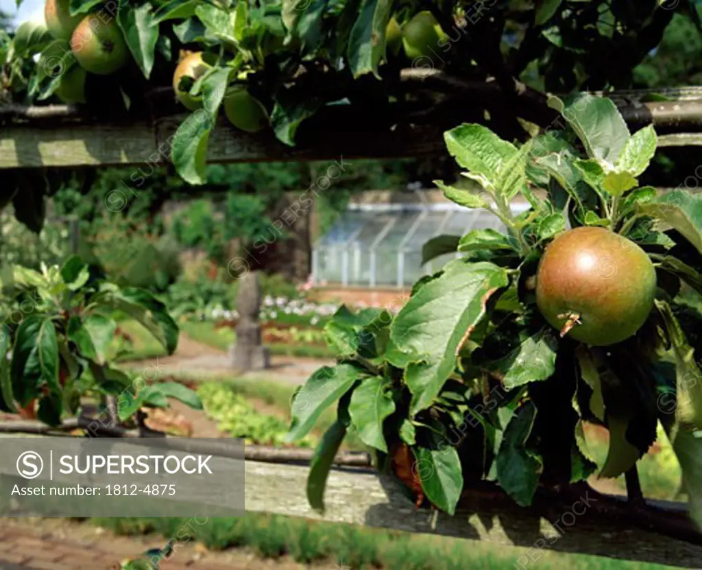 Espalier Apples, Walled Garden, Lodge Park, Straffan, Co Kidare, Ireland