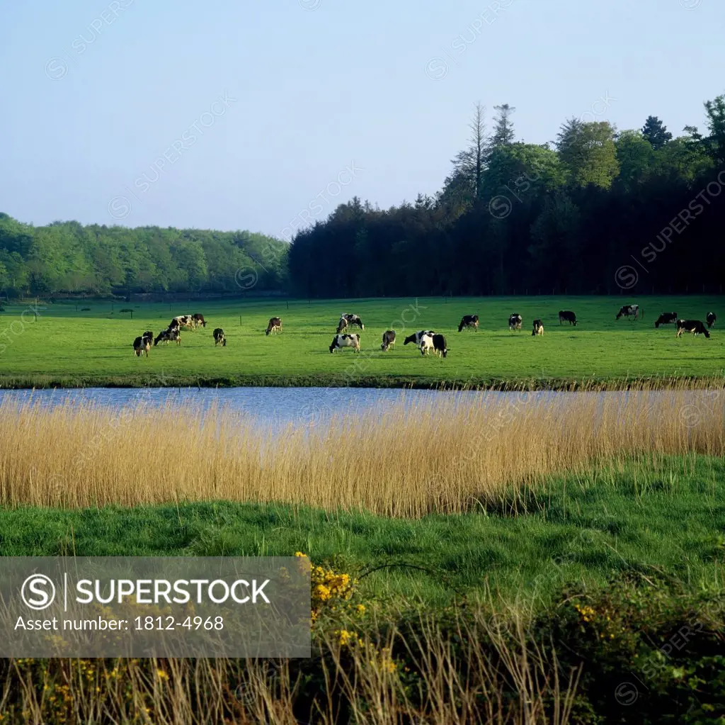 Friesian cattle, near Cobh, Co Cork, Ireland