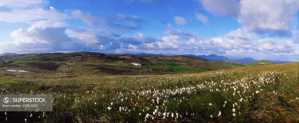 Bog Cotton on Malin Head, Co Donegal, Ireland