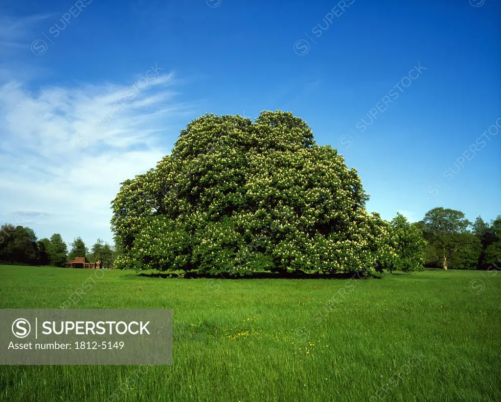 Horse Chestnut Tree, Lough Key Forest Park, Co Roscommon, Ireland