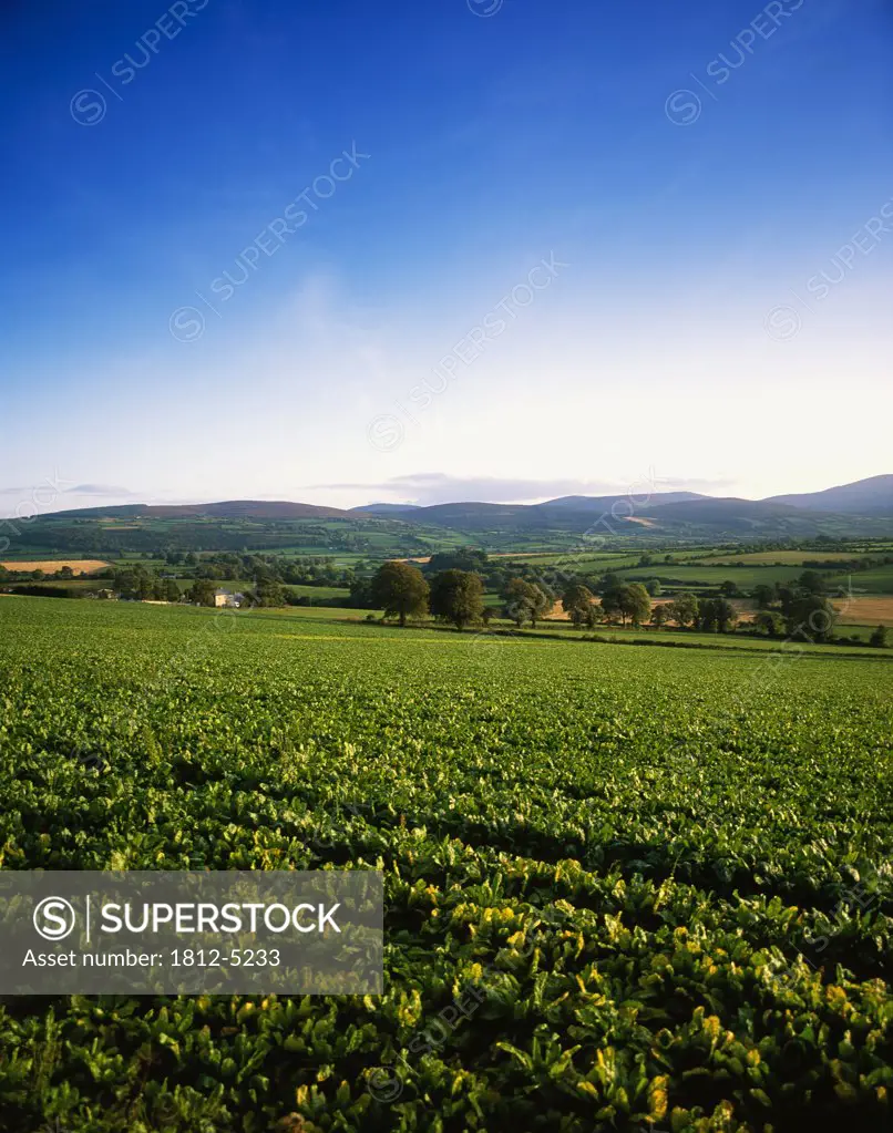 Field of Suger beet near Clonmel, Co Tipperary, Ireland
