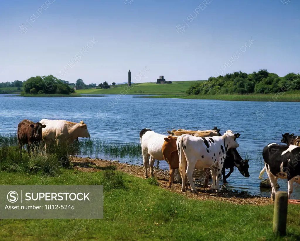 Cattle, Devenish Monastic Site in the distance, Lower Lough Erne, Co Fermanagh, Ireland