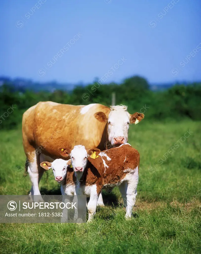 Charolais Cattle, Suckler and calves
