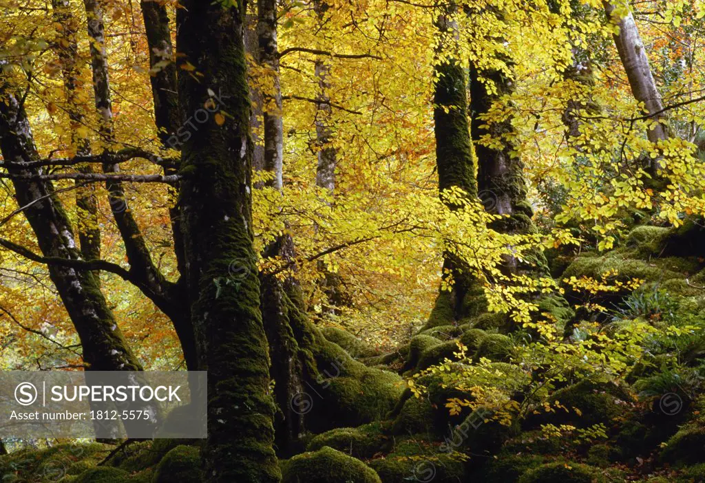Glenveagh National Park, County Donegal, Ireland; Autumn woods of beech trees